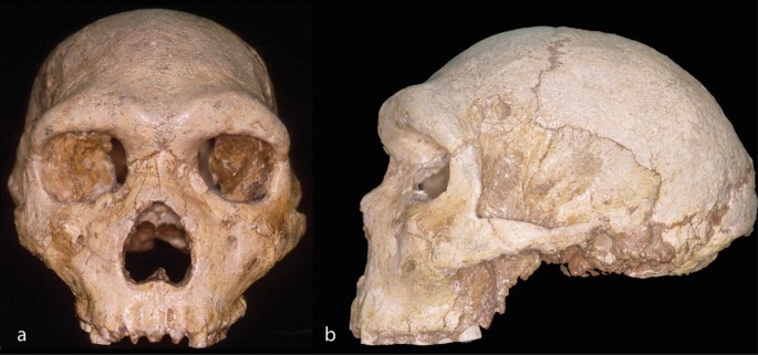 The Hominin Fossil Record from Greece | SpringerLink