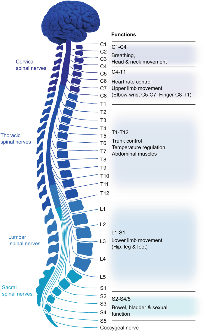 Spinal Cord Injury | SpringerLink