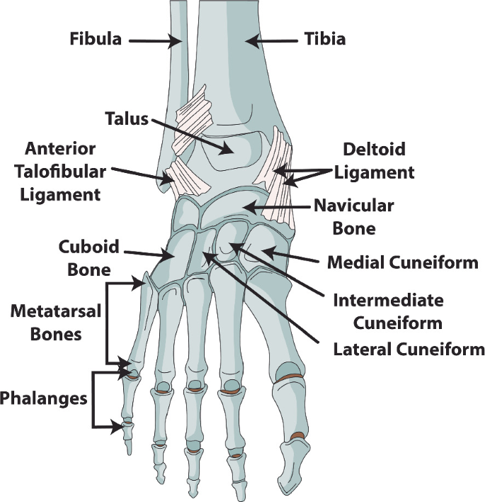 PDF) Topographic Description of Metacarpal Tendons and Ligaments of Anatoly  Donkey by Ultrasonography and Introducing a New Ligament