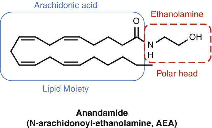 Anandamida (ANA) ou N-araquidonoyletanolamina (AEA) é um neurotransmis