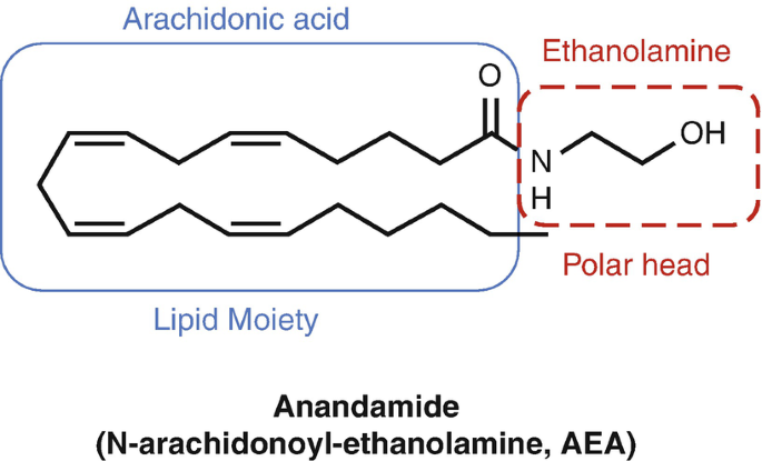 Estrutura química da anandamida e do 2-glicerol araquidonil (2-AG)