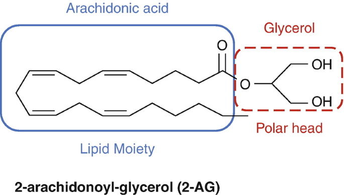 Estrutura química da anandamida e do 2-glicerol araquidonil (2-AG)