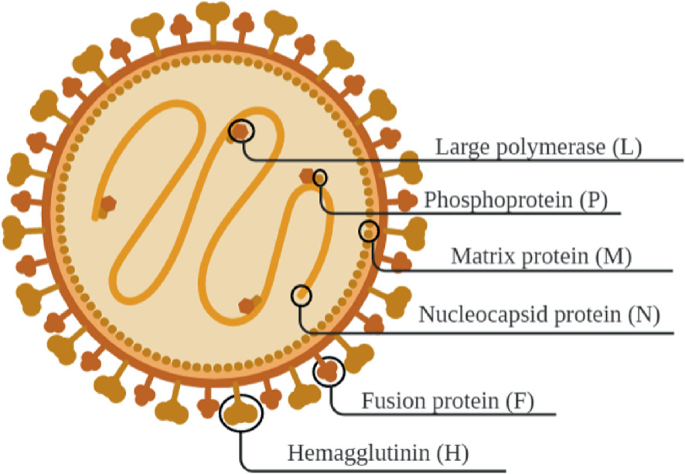 Brief Introduction of Measles Virus and Its Therapeutic Strategies |  SpringerLink