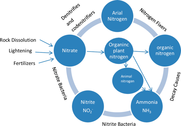 Fungi and Nitrogen Cycle: Symbiotic Relationship, Mechanism and Significance | SpringerLink Fungi and Nitrogen Cycle: Symbiotic Relationship, Mechanism and Significance | SpringerLink