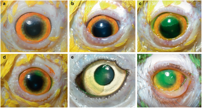 Ophthalmology of Psittaciformes: Parrots and Relatives | SpringerLink