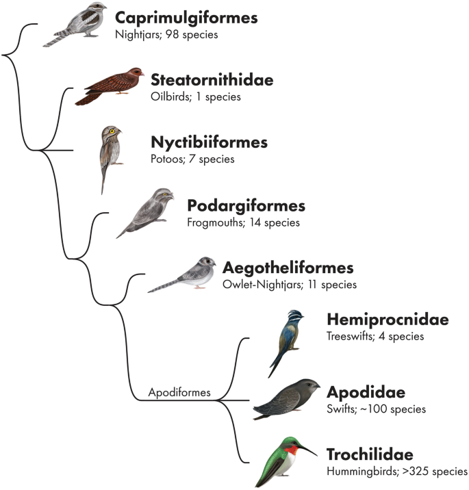 Ophthalmology of Strisores: Nightjars, Frogmouths, Swifts, Hummingbirds, and Relatives | SpringerLink