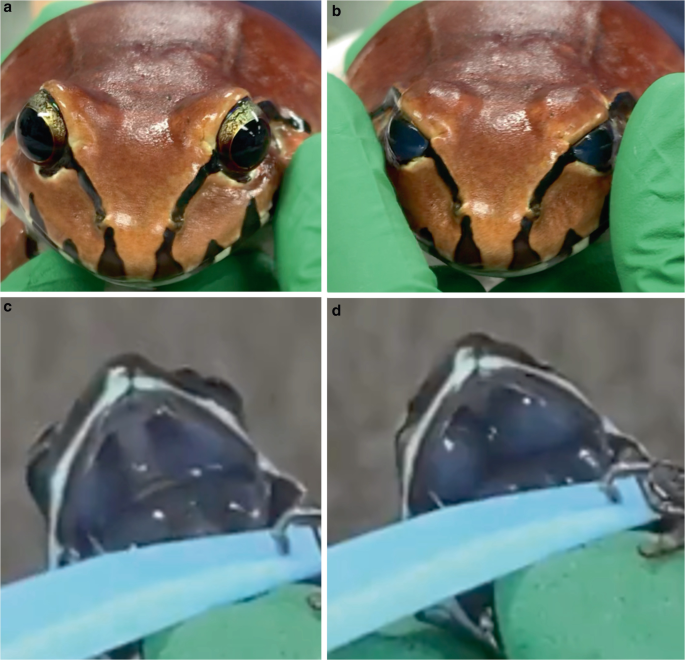 Introduction to Ophthalmology of Amphibia