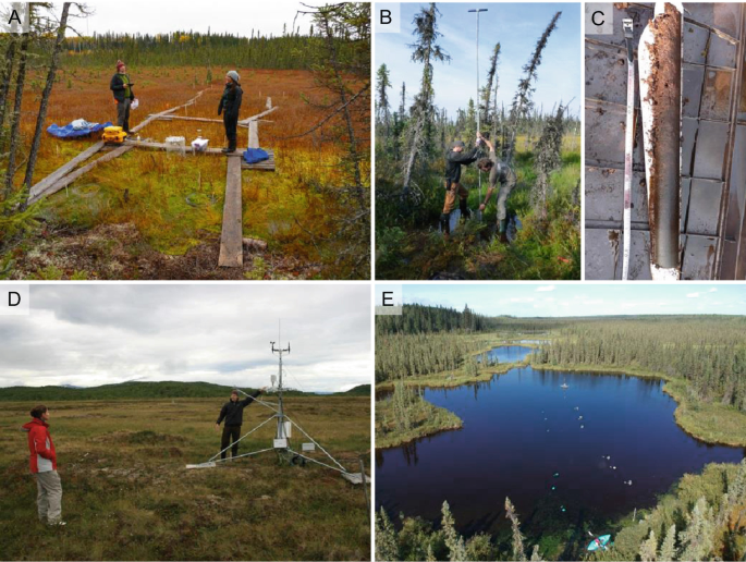 Drying of tundra landscapes will limit subsidence-induced acceleration of  permafrost thaw