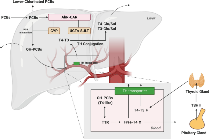 Assessment of Polychlorinated Biphenyls and Their Hydroxylated Metabolites  in Postmortem Human Brain Samples: Age and Brain Region Differences