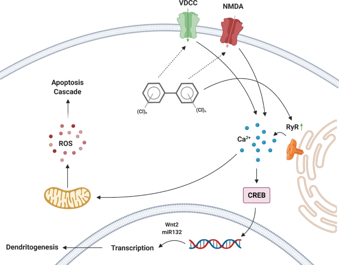 Assessment of Polychlorinated Biphenyls and Their Hydroxylated Metabolites  in Postmortem Human Brain Samples: Age and Brain Region Differences