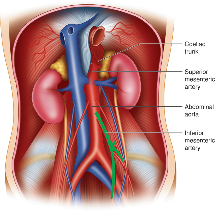 Vascular Anatomy of the Mesentery | SpringerLink