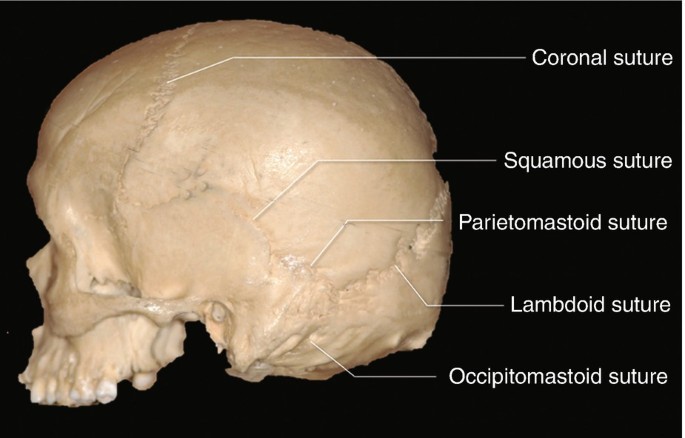 Anatomy of the Sutures of the Skull Base | SpringerLink