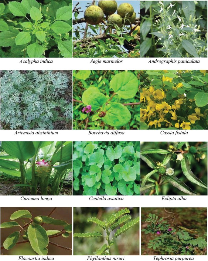 Hepatoprotective Native Plants Documented in Brazilian Traditional