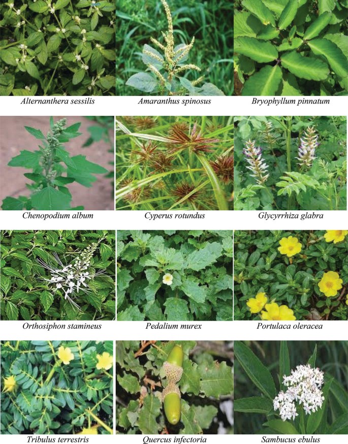Potential Role of Medicinal Plants in the Cure of Liver and Kidney 