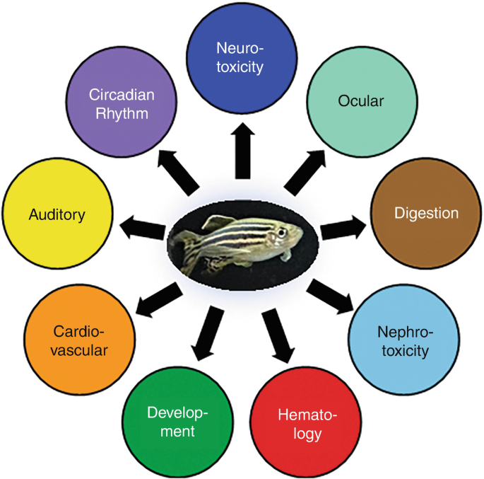 Systems Toxicology Approach for Testing Chemical Cardiotoxicity in Larval  Zebrafish