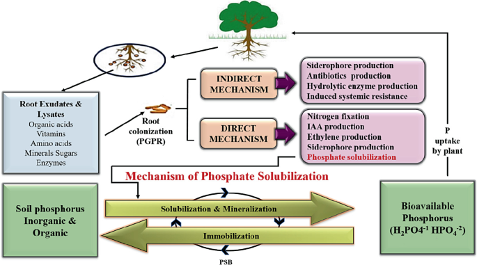 Phosphorus Solubilization: Mechanisms, Recent Advancement and Future  Challenge | SpringerLink