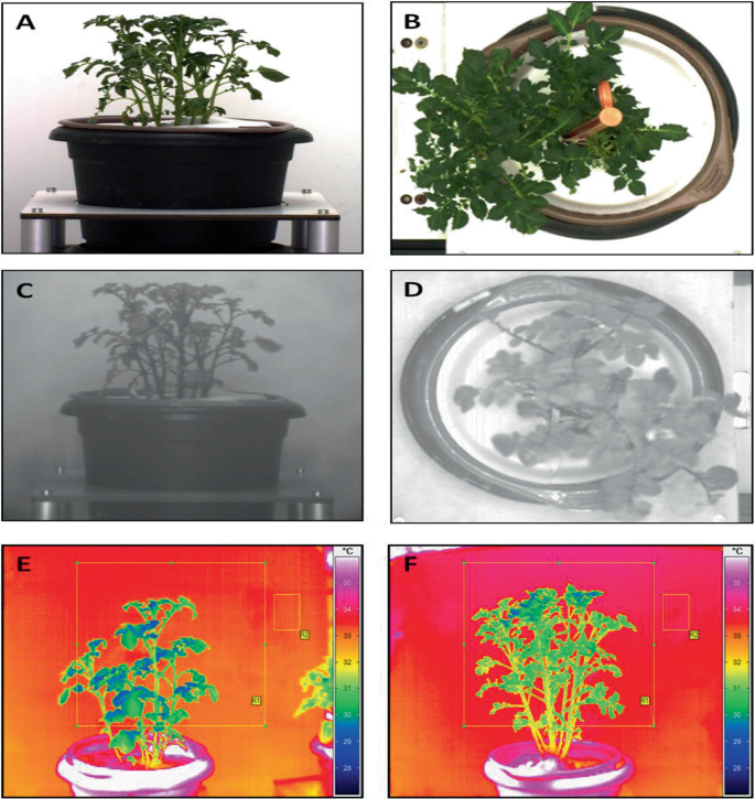 Analysing Seeds - LemnaTec