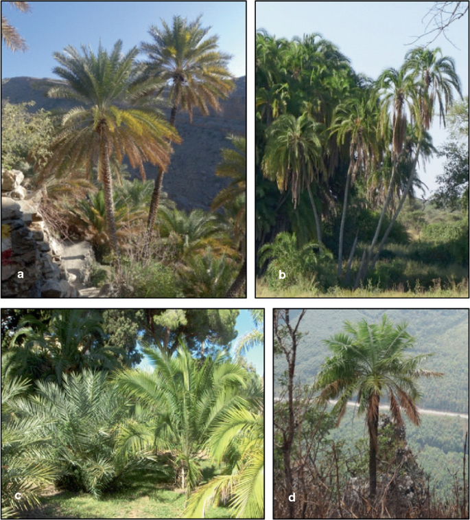 Systematics and Evolution of the Genus Phoenix: Towards Understanding Date  Palm Origins | SpringerLink