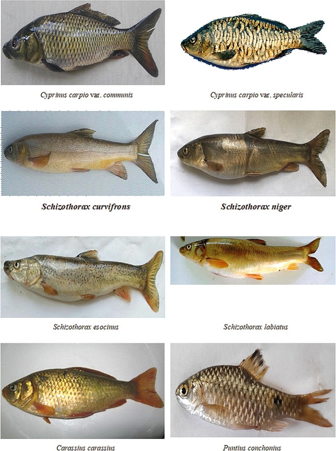 Fish Fauna of Kashmir Valley and Their Conservational Measures for  Sustainable Fish Production | SpringerLink