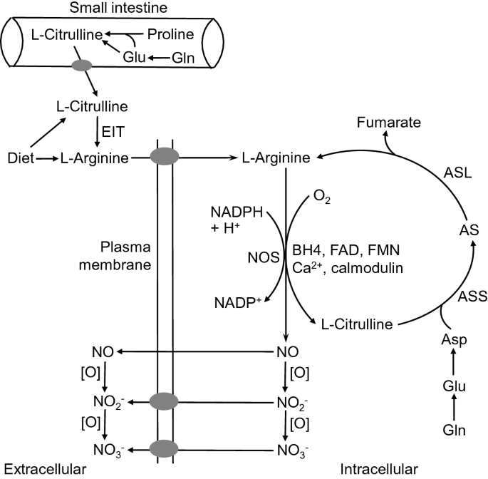 Role of L-Arginine in Nitric Oxide Synthesis and Health in Humans |  SpringerLink