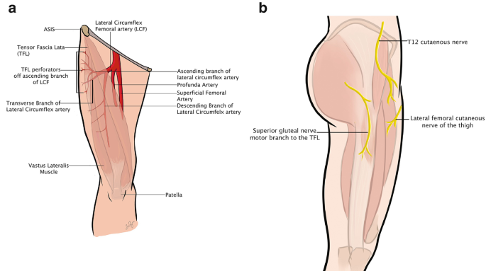 The Tensor Fascia Lata Muscle Flap