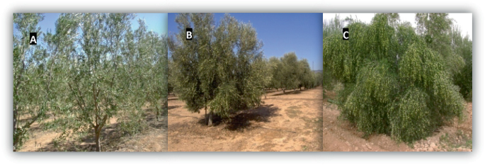 Sustainability and Plasticity of the Olive Tree Cultivation in Arid  Conditions | SpringerLink