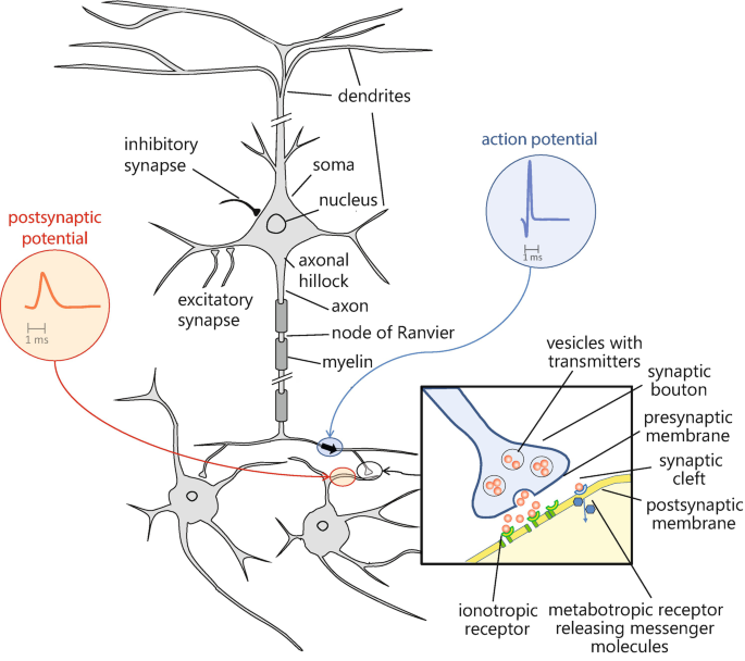 Axon hillock - Wikipedia