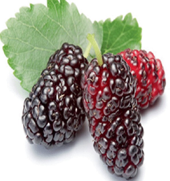 Mulberry (M. rubra)—Morphology, Taxonomy, Composition and Health Benefits |  SpringerLink