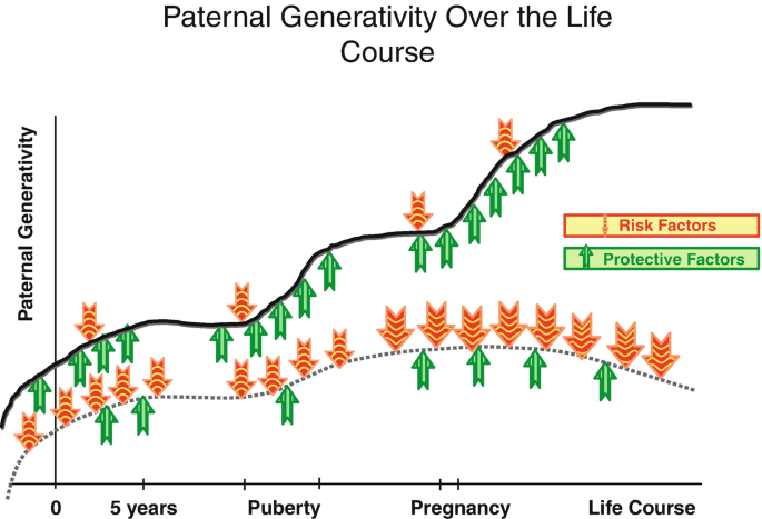 A line graph titled paternal generativity over the life course. The graph plots two fluctuating curves that ascend. On these, risk factors are marked by down arrows, and protective factors are marked by up arrows.