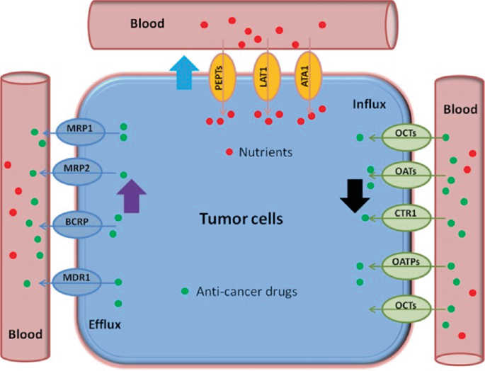 The drug efflux pump MDR1 promotes intrinsic and acquired resistance to  PROTACs in cancer cells