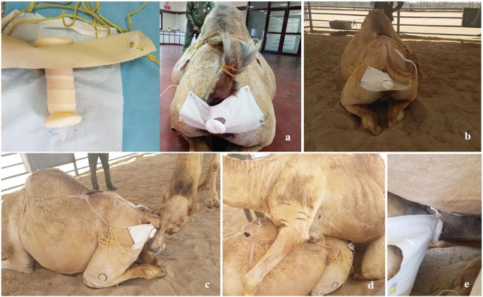 Anatomy of a Camel Toe pt.1 – Fashion-Incubator