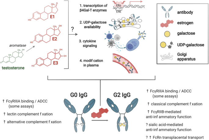 Altered Fc galactosylation in IgG4 is a potential serum marker for