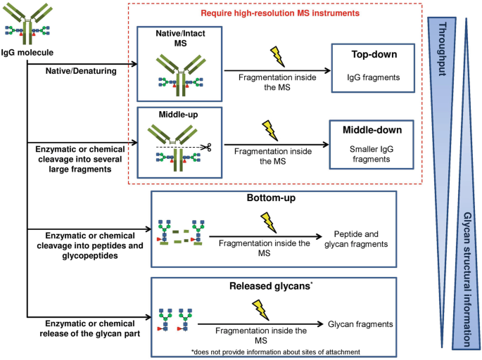 Microarray assessment of N-glycan-specific IgE and IgG profiles