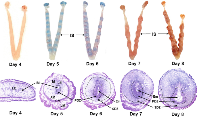 Cell-specific localization of Egam1c mRNA in the mouse placenta at