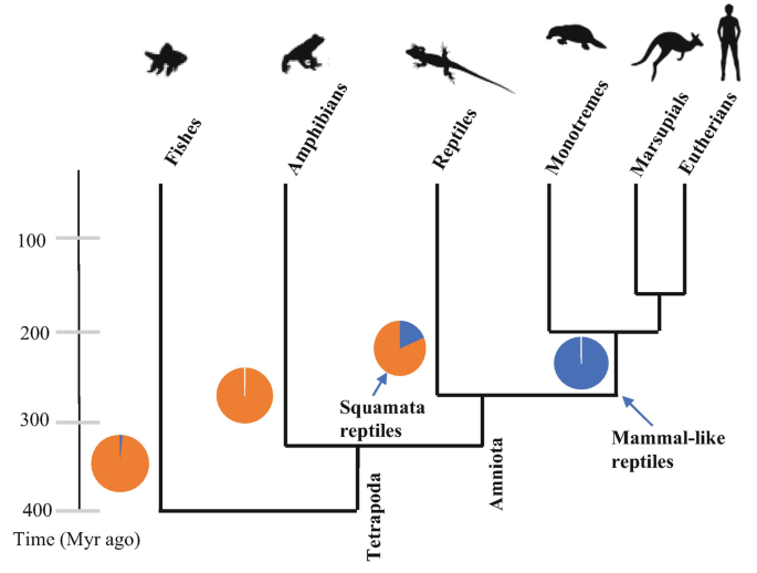 Ecology, Evolution, and Behavior of Viviparous Fishes