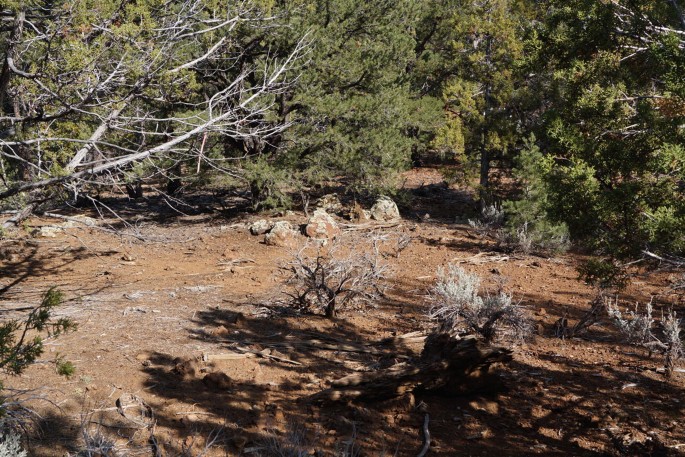 Photograph of the site of lightning with a fallen tree.