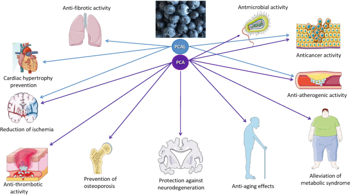 What Are The Biological Activities Of Protocatechuic Acid? What Are The Biological Activities Of Protocatechuic Acid?