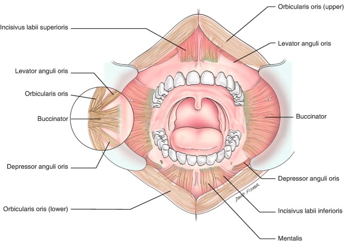 The Mouth and Buccal Cavity - Anatomy of the Human Mouth