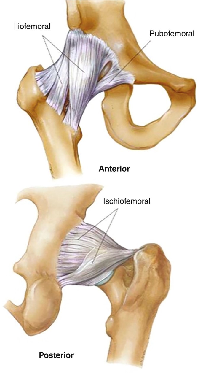 Pelvic Hip Ligaments Labeled Posterior View Stock Illustration 1433937794 |  Shutterstock, image size:685x1257