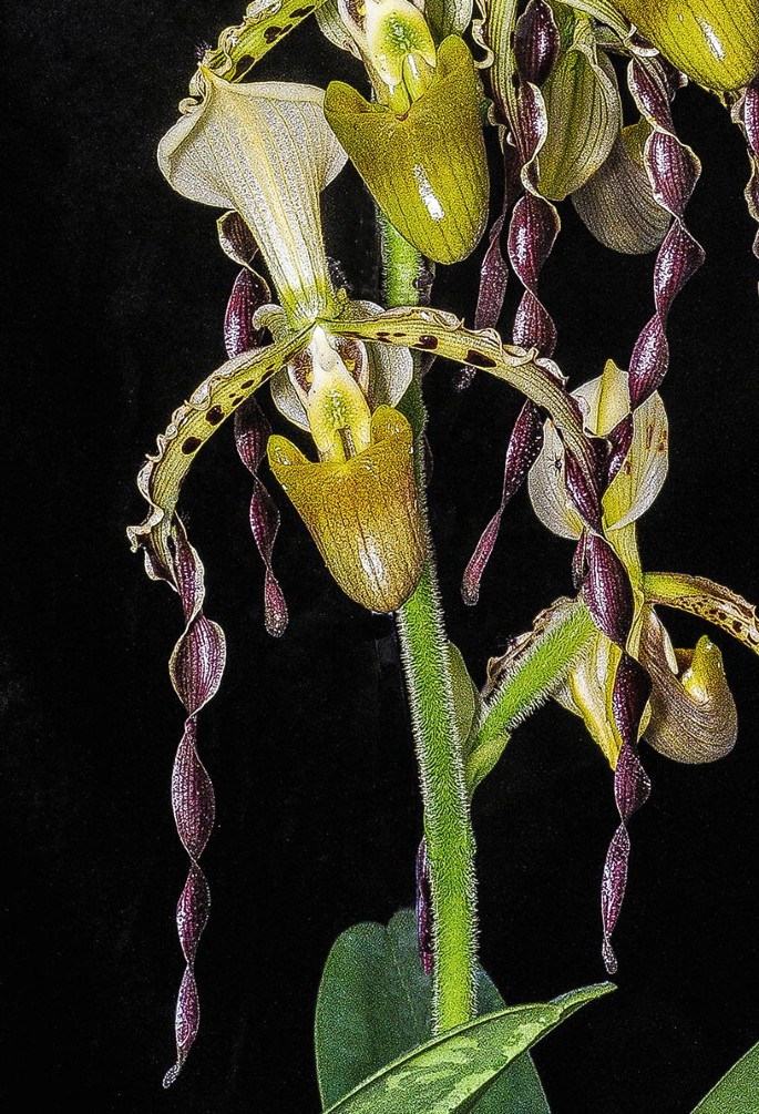 Paphiopedilum parishii orchid species plant BLOOM SIZE Thailand CITES 