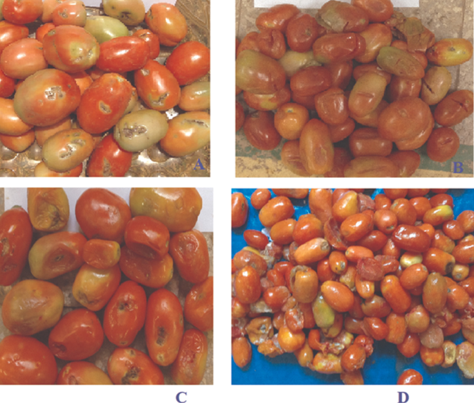 Quantitative Postharvest Loss Assessment of Tomato Along the Postharvest  Supply Chain in Northwestern Ethiopia | SpringerLink