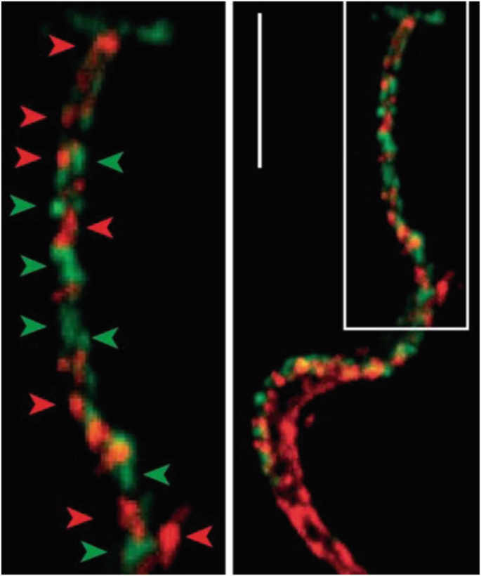 An Updated View of the Trypanosoma cruzi Life Cycle: Intervention Points  for an Effective Treatment