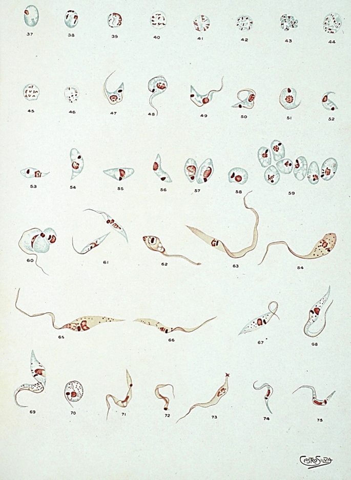 An Updated View of the Trypanosoma cruzi Life Cycle: Intervention Points  for an Effective Treatment