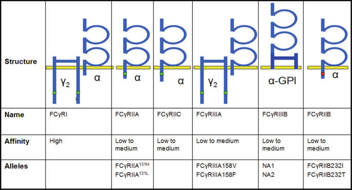 PDF) Cross-species higher sensitivities of FcγRIIIA/FcγRIV to afucosylated  IgG for enhanced ADCC