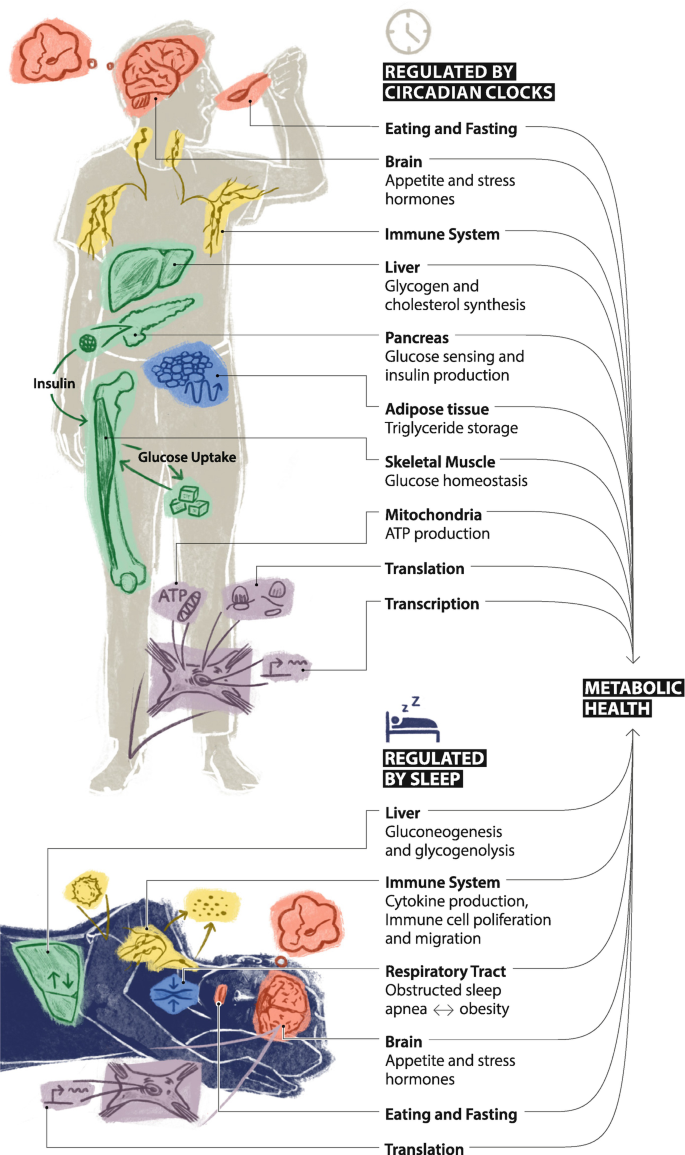 Circadian Clocks, Sleep, and Metabolism | SpringerLink