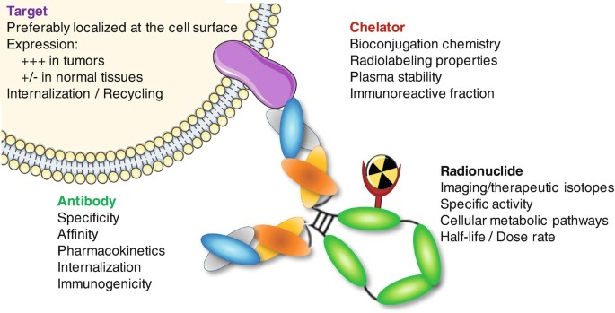 Radiolabeled Antibodies for Cancer Radioimmunotherapy | SpringerLink