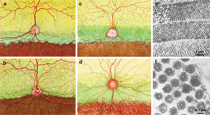 Isodensity map of the distribution of cones in bat retina. The map