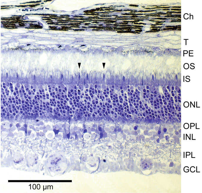 Isodensity map of the distribution of cones in bat retina. The map