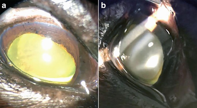 figure 28