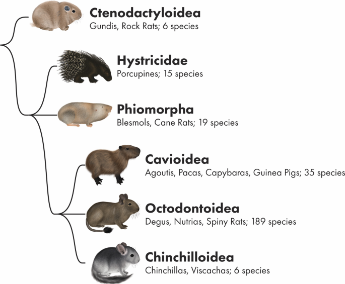 Are Porcupines Related to Capybaras? Surprising Animal Facts
